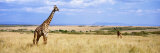 Giraffe, Maasai Mara, Kenya Reprodukcja zdjęcia autor Panoramic Images Giraffe, Maasai Mara, Kenya Reprodukcja zdjęcia autor Panoramic Images