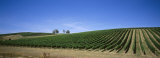 Vineyard, Yarra Valley, Victoria, Australia Photographic Print by Panoramic Images 
