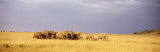 Elephant Herd, Maasai Mara Kenya Reprodukcja zdjęcia autor Panoramic Images Elephant Herd, Maasai Mara Kenya Reprodukcja zdjęcia autor Panoramic Images