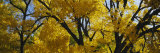Low Angle View of Cottonwood Trees, Taos, New Mexico, USA Lámina fotográfica por Panoramic Images Low Angle View of Cottonwood Trees, Taos, New Mexico, USA Lámina fotográfica por Panoramic Images