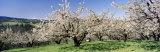 Cherry Orchard, Oregon, USA Photographic Print by Panoramic Images 