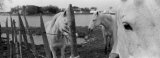 Horses, Camargue, France Photographic Print by Panoramic Images 