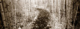Path Through Bamboo Garden, Costa Rica Photographic Print by Panoramic Images
