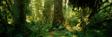Hoh Rain Forest, Olympic National Park, Washington State, USA Photographic Print by Panoramic Images 
