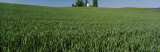 Church in a Wheat Field, Idaho, USA Photographic Print by Panoramic Images Church in a Wheat Field, Idaho, USA Photographic Print by Panoramic Images