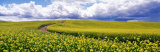 Road, Canola Field, Washington State, USA Photographic Print by Panoramic Images 