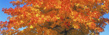 Sugar Maples, Minnesota, USA Photographic Print by Panoramic Images Sugar Maples, Minnesota, USA Photographic Print by Panoramic Images