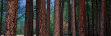 Ponderosa Pines in Yosemite National Park, California, USA Lámina fotográfica por Panoramic Images Ponderosa Pines in Yosemite National Park, California, USA Lámina fotográfica por Panoramic Images