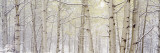 Peupliers enneigés, colorado, USA Photographie par Panoramic Images 