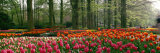 Keukenhof Garden, Lisse, the Netherlands Fotografie-Druck von Panoramic Images 