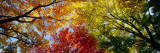 Colorful Trees in Fall, Autumn, Low Angle View Impressão fotográfica por Panoramic Images Colorful Trees in Fall, Autumn, Low Angle View Impressão fotográfica por Panoramic Images