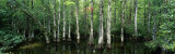 Big Cypress Nature Preserve, Florida, USA Lámina fotográfica por Panoramic Images Big Cypress Nature Preserve, Florida, USA Lámina fotográfica por Panoramic Images