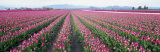 Tulip Fields, Skagit County, Washington State, USA Photographic Print by Panoramic Images 