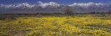 Mt. Williamson, Sierra Nevada Mountain Range, California, USA Lámina fotográfica por Panoramic Images