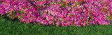 Pink Petunias, Michigan, USA Photographic Print by Panoramic Images Pink Petunias, Michigan, USA Photographic Print by Panoramic Images