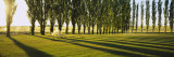 Poplar Trees Near a Wheat Field, Twin Falls, Idaho, USA Photographic Print by Panoramic Images 