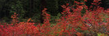 Willamette National Forest, Oregon, USA Lámina fotográfica por Panoramic Images Willamette National Forest, Oregon, USA Lámina fotográfica por Panoramic Images