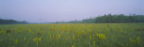 Yellow Trumpet Pitcher Plants in a Field, Apalachicola National Forest, Florida, USA Lámina fotográfica por Panoramic Images