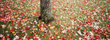 Leaves, Fallen Photographic Print by Panoramic Images