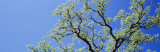 Oak Tree, California, USA Photographic Print by Panoramic Images Oak Tree, California, USA Photographic Print by Panoramic Images