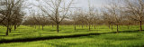 Orchard, San Joaquin, California, USA Photographic Print by Panoramic Images