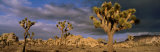 Joshua Tree National Park, California, USA Photographic Print by Panoramic Images 