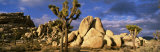 Joshua Tree National Park, California, USA Fotografie-Druck von Panoramic Images 