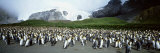 King Penguins, Gold Harbor, South Georgia Island, Falkland Islands Photographie par Panoramic Images 