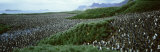 King Penguins, Gold Harbor, South Georgia Island, Falkland Islands Photographic Print by Panoramic Images 