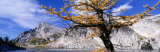 Larch Tree, Enchantment Lakes, Washington State, USA Photographic Print by Panoramic Images Larch Tree, Enchantment Lakes, Washington State, USA Photographic Print by Panoramic Images