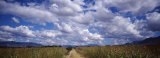 Country Road, Oaxaca, Mexico Photographic Print by Panoramic Images 