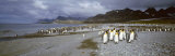 King Penguins, Gold Harbor, South Georgia Island, Falkland Islands Photographic Print by Panoramic Images 