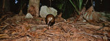 Lord Howe Woodhen Bird Standing under the Tree, Lord Howe Island, Australia Photographic Print by Panoramic Images 
