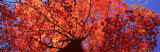 Low Angle View of a Maple Tree, Acadia National Park, Mount Desert Island, Maine, USA Photographic Print by Panoramic Images 