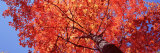 Low Angle View of a Maple Tree, Acadia National Park, Mount Desert Island, Maine, USA Photographie par Panoramic Images 