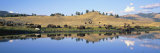 Bison, Lamar Valley, Yellowstone National Park, Wyoming, USA Photographic Print by Panoramic Images 