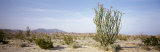 Plants in the Desert, Anza Borrego State Park, California, USA Lámina fotográfica por Panoramic Images