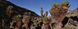Plants in the Rough Surface, Teleki Valley, Mt. Kenya National Park, Kenya, Africa Photographic Print by Panoramic Images 
