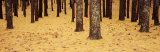 Low Section View of Pine and Oak Trees, Cape Cod, Massachusetts, USA Lámina fotográfica por Panoramic Images Low Section View of Pine and Oak Trees, Cape Cod, Massachusetts, USA Lámina fotográfica por Panoramic Images