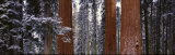 Sequoia National Park, California, USA Photographic Print by Panoramic Images Sequoia National Park, California, USA Photographic Print by Panoramic Images