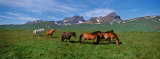 Horses Standing and Grazing in a Meadow, Borgarfjordur, Iceland Photographic Print by Panoramic Images 