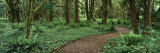 Empty Path in the Rainforest, Olympic National Park, Washington State, USA Lámina fotográfica por Panoramic Images Empty Path in the Rainforest, Olympic National Park, Washington State, USA Lámina fotográfica por Panoramic Images