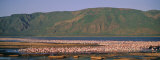 Flock of Birds in a Lake, Lake Bogoria National Park, Kenya, Africa Photographic Print by Panoramic Images 