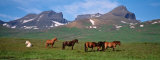 Horses Standing and Grazing in a Meadow, Borgarfjordur, Iceland Photographie par Panoramic Images 