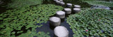 Water Lilies in a Pond, Helan Shrine, Kyoto, Japan Photographie par Panoramic Images 