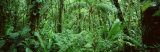 Monteverde Cloud Forest Reserve, Costa Rica Lámina fotográfica por Panoramic Images Monteverde Cloud Forest Reserve, Costa Rica Lámina fotográfica por Panoramic Images
