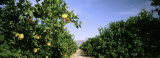 Crop of Lemon Orchard, California, USA Photographic Print by Panoramic Images 