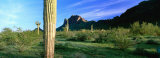 Saguaro Cactus in a State Park, Picacho Peak State Park, Arizona, USA Lámina fotográfica por Panoramic Images