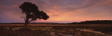 Silhouette of a Tree at Dusk, Sneaton, North York Moors, North Yorkshire, England, United Kingdom Lámina fotográfica por Panoramic Images