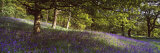 Bluebells in a Forest, Newton Wood, Texas, USA Lámina fotográfica por Panoramic Images Bluebells in a Forest, Newton Wood, Texas, USA Lámina fotográfica por Panoramic Images